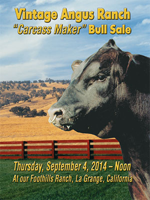 2014 Carcass Maker Bull Sale