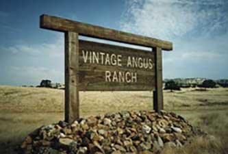 Vintage Angus Ranch